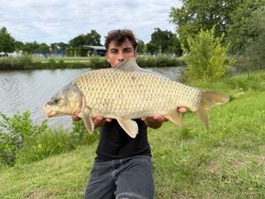 Common Carp