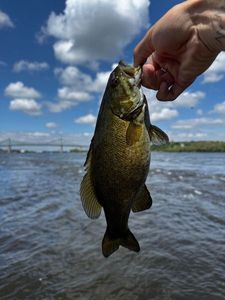 Smallmouth Bass