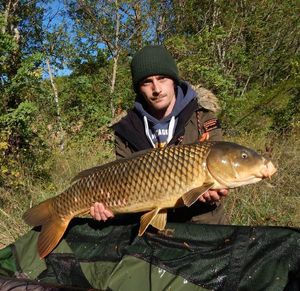 Common Carp
