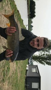 Mirror Carp