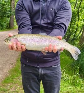 Rainbow Trout