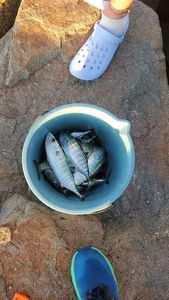 Australian Bonito