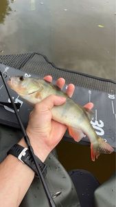 European Perch