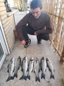 European Bass (Seabass)