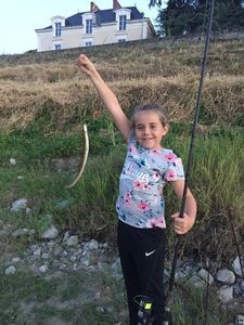 European Eel (Common Eel)