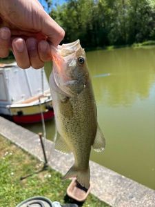 Smallmouth Bass