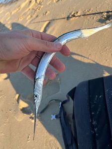 Garfish
