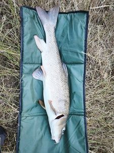Barbel