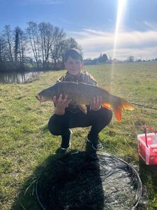 Common Carp