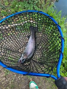 Rainbow Trout