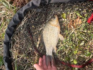 Crucian Carp