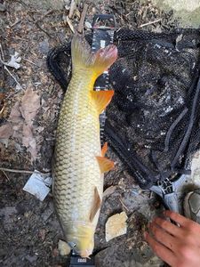 Common Carp