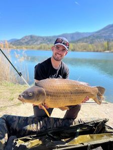 Common Carp