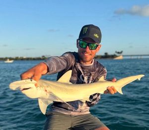 Bonnethead Shark