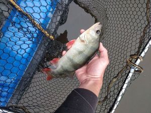 European Perch