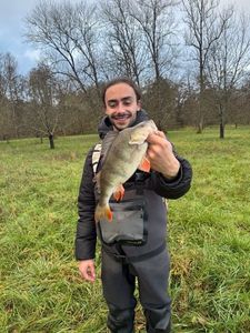 European Perch