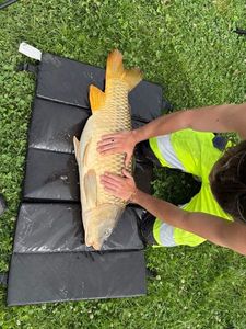 Common Carp
