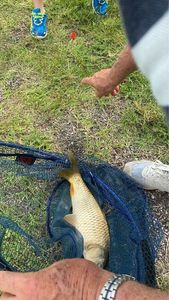Common Carp