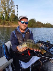 Yellow Perch