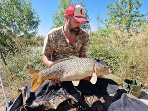 Common Carp
