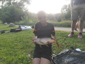 Common Carp