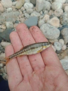 Common Minnow