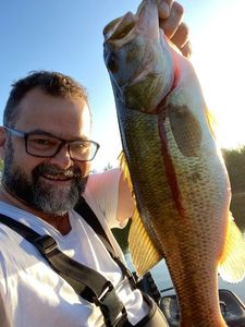 Largemouth Bass