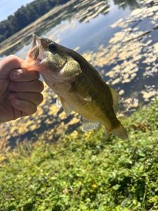 Largemouth Bass