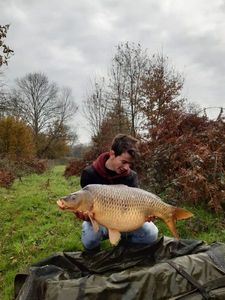 Common Carp