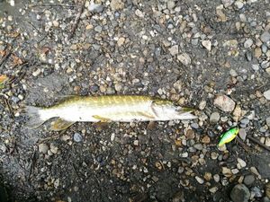 Northern Pike