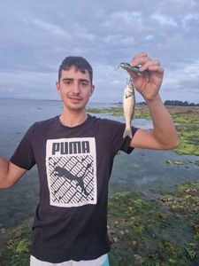 European Bass (Seabass)