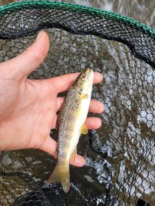 Brown Trout