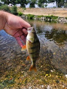 European Perch