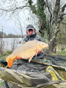Common Carp