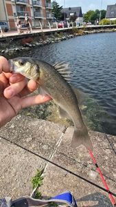 European Bass (Seabass)