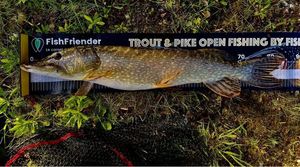 Northern Pike