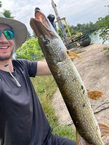 Northern Pike