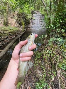 Brown Trout