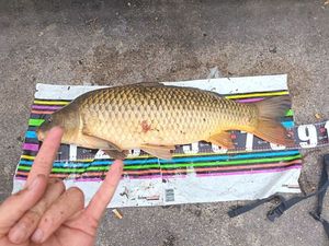 Common Carp