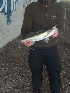 Zander