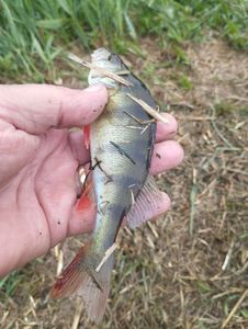 European Perch