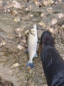 European Bass (Seabass)