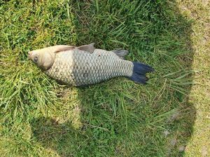 Common Bream