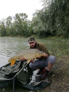 Common Carp