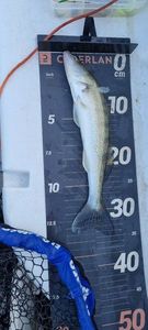 Zander