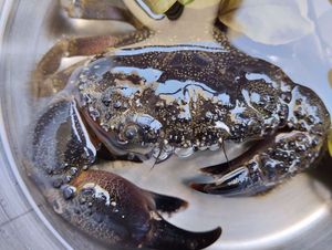 Warty Crab