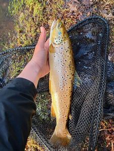 Brown Trout