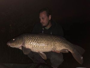 Common Carp