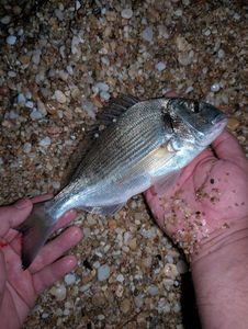 Gilthead Seabream