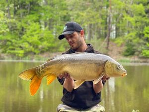 Mirror Carp